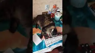 Музыкальный кот.