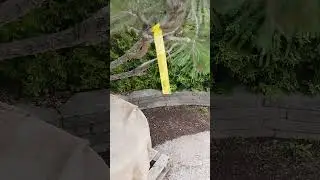 Красивая сосна за красивую цену......