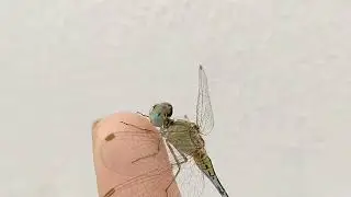 Helicopter Buggy
