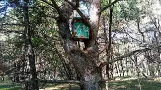 Последний рой. Ловушка сработала.