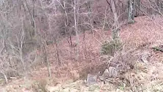 Drone footage of my woods