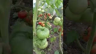 что мне с этим делать🤔# томаты#shorts