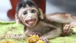 Look so delicious lovely baby monkey Ting Ting trying to eating sweet banana