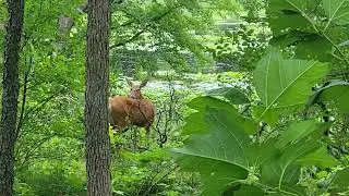 Minnesota Whitetail Deer 🦌