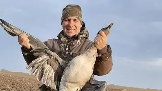 Как манить гуся. Нас слышит природа. Манок на белолобого гуся.