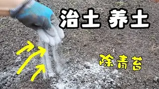 豐收專用粉! 就用它, 養土治土 Add THIS into your GARDEN