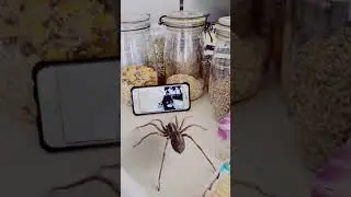 Паук нормально так флексит
