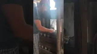 Очкарик попрошайка.  #животные