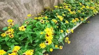 Яскраві кольори дітям м. Буча