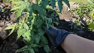 ФОРМИРУЕМ ТОМАТЫ ИЗ СЕРИИ ГНОМЫ 🍅🍅🍅 тонкости формировки ...