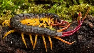 The Sound of a Flag Tail Centipede