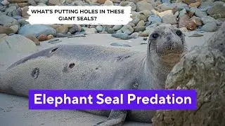 Elephant Seal Predators