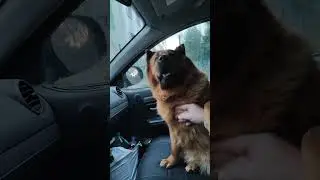 Трудоголик хитропопая