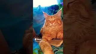 Мой котик #юмор#смешные котики #кот