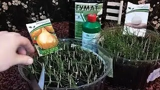 Первая подкормка и стрижка рассады лука