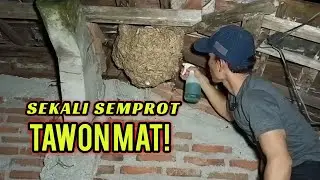 CARA MEMBASMI TAWON PALING AMPUH.. SEKALI SEMPROT LANGSUNG IS DEAD..