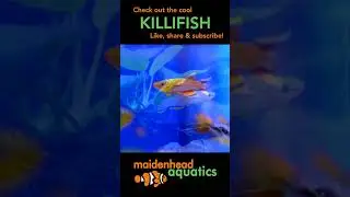 Killifish #killifish #tropicalfish #fishkeeping