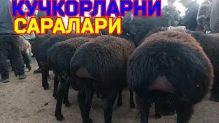 14.07.2024 УРУГЛИК КУЧКОРЛАРНИ ЗУРЛАРИ ЧИКДИ КАРШИ КАРВОН МОЛ БОЗОРИГА