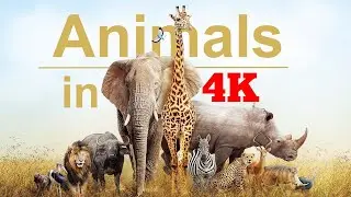 4K Animal Videos Wildlife||World famous animals||Most endangered animals #wildanimals#forest#animals