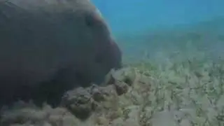 4: The Dugongs of Abu Dhabi