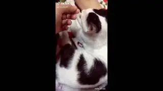 MY CAT CHECHE COMPILATION VIDEOS/TIKTOK CAT VIRAL