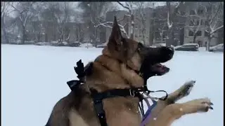 பனி மழையில் குதுகலத்துடன் விளையாடும் நாய் | K9  German Shepherd playing in Heavy Snow in Usa