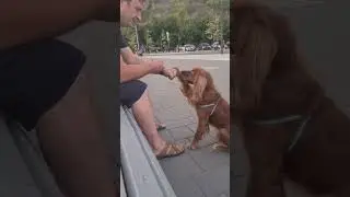 Попрошайка Кокер Спаниель