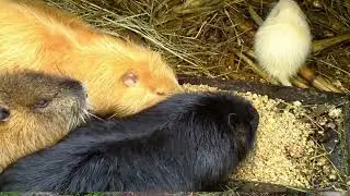 Нутрии. С чего начинать новичку.