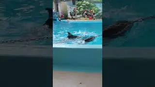 дельфинарий Немо анапа часть2