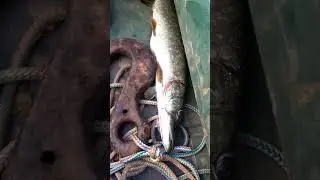СЛУЧАЙ НА РЫБАЛКЕ