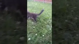 Квентин котик мейн кун на прогулке