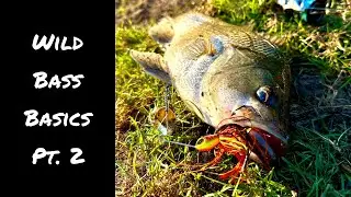 Wild Bass Basics Pt. 2 | Where, When & How to Catch Them