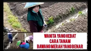 (PART 7 ) tanam bawang merah di tanah gambut