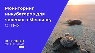 Мониторинг инкубаторов для черепах в Мексике