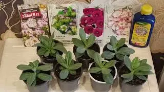 Рассада эустомы в продаже.м-н ДАЧА г Каменск-Уральский.03.04.2023