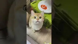 Miyavlarken esneyen bir kedi
