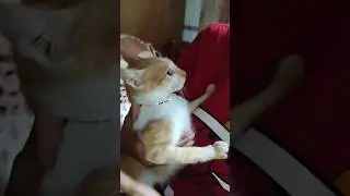Don't touch meeeeee hoooman... #short #youtubeshorts #animals #pets #shorts #petlover #cats #cute