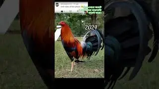 2024 hen and 5000bce hen || Past animals ||#shorts #Trend #trend #new #evolution #animal #today