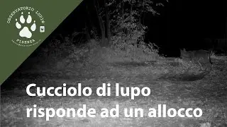 Cucciolo di lupo risponde ad un allocco