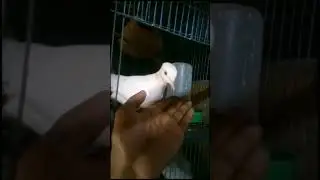 lovely dove