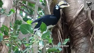 HORNBILL eating berries from swinging perch
