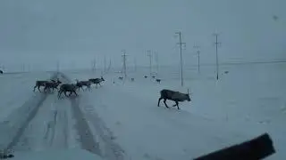 Олени. Сабетта 2019