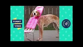 Funny ANIMAL FAILS Compilation 2018 - ❤Best Animal Videos | Funny Vines