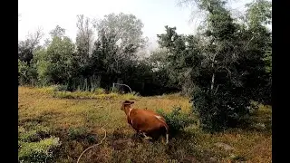 Laceadores de cerro #39