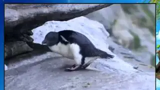 DESDE LA ANTARTIDA Caidas graciosas de pinguinos 2013..