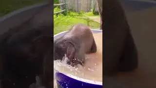 Слонёнок принимает водные процедуры, желает всем хорошего настроения 🐘🐘🐘"@" Природа Амазонии #слоны