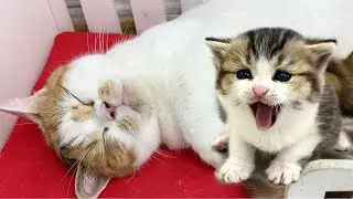 When mommy cat can't wake up / cute kittens