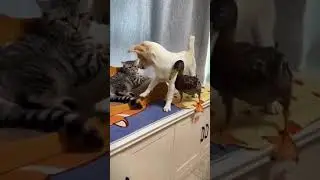 Местные разборки