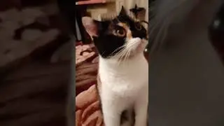 Masha cat sees ghosts Кошка Маша видит духов