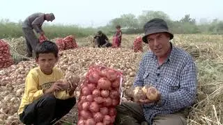 ДАНҒАРА. Ҷамъоварии ҳосили картошкаву пиёз.